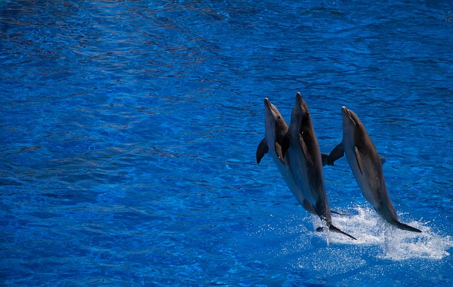 skupina delfínů